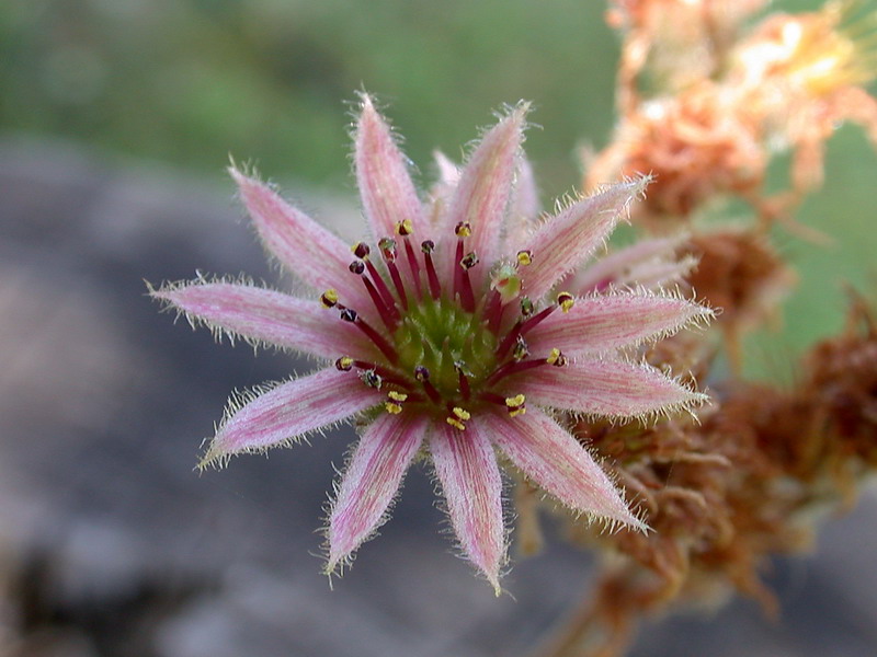Sempervivum tectorum
